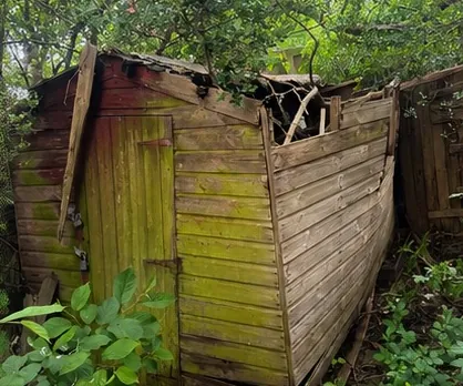 Rotten timber shed collapsed against a garden fence and overgrown with brambles